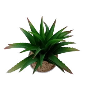Aloe vera potted plant free delivery