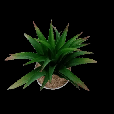 Aloe vera potted plant free delivery