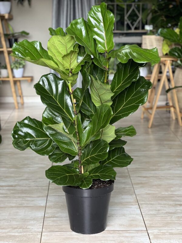 Large Ficus Lyrata