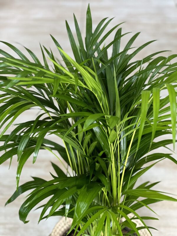 Large bamboo palm plant