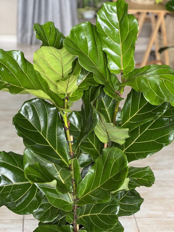 Large Ficus Lyrata