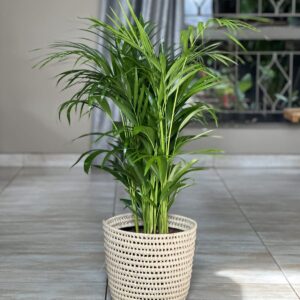 Large bamboo palm plant