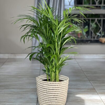 Large bamboo palm plant