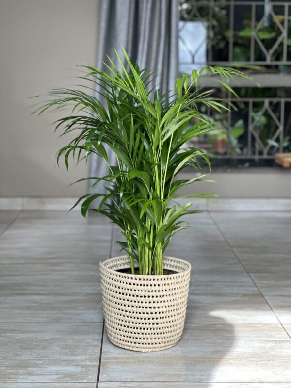 Large bamboo palm plant