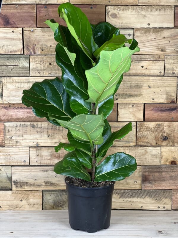 Large Ficus Lyrata